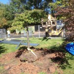 Much effort is being made to preserve the plantings around the construction site so that they can be relocated to another spot on our beautiful campus.
